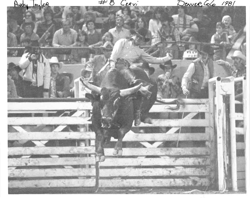 andy taylor bullrider 8 cervi denver colorado rodeo 1981