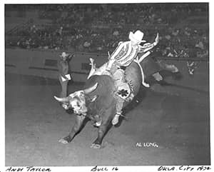 Bull 16 rodeo oklahoma city 1972 andy taylor